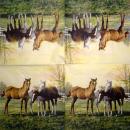 093 Horses - 4-ply - Sniff - Handkerchief